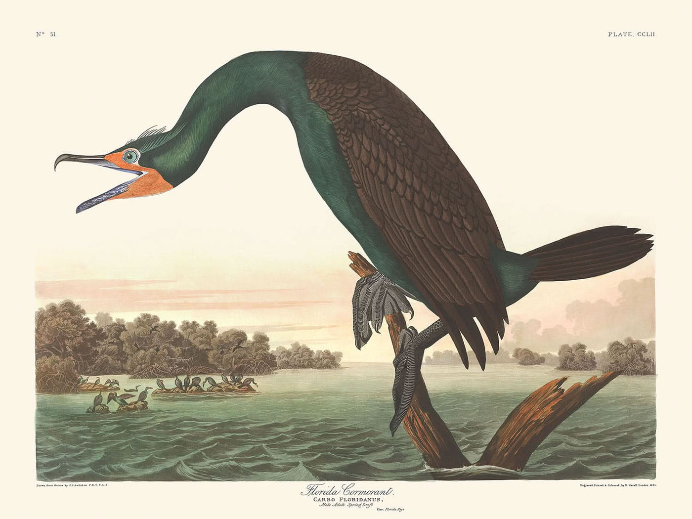 Florida Cormorant by John James Audubon, 1827