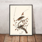 Hermit Thrush von John James Audubon, 1827 
