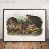 Muskrat (Ondatra zibethicus) by John Woodhouse Audubon, 1845