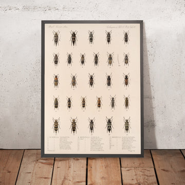 A framed image of 