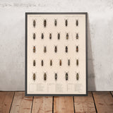 Beetles (Coleoptera, Plate 130) by Frederick DuCane Godman, 1879