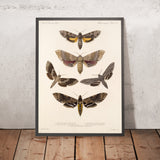 Moths (Lepidoptera: Heterocera, Plate 67) by Frederick DuCane Godman, 1879