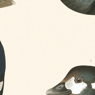 Le Canard Arlequin de John James Audubon, 1827