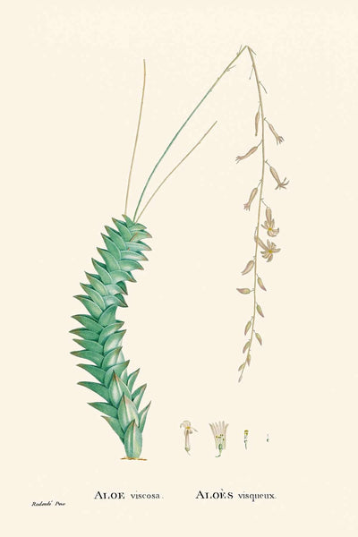 Aloe viscosa de Pierre-Joseph Redouté, 1802