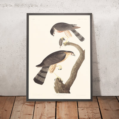 A framed image of Sharp-shinned Hawk by John James Audubon 1827