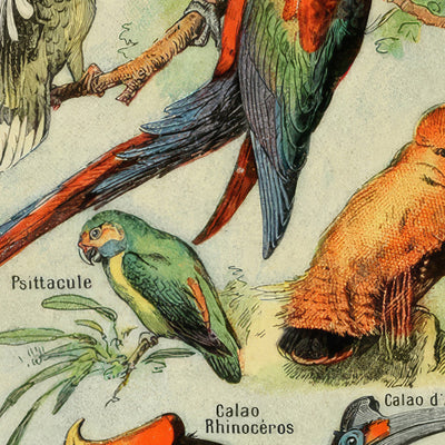 Birds (2) by Adolphe Millot 1890 - Parrots, Hawks, Tropical Birds