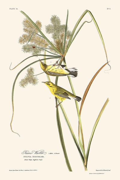 Fauvette des prairies par John James Audubon, 1827