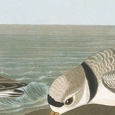 Pluvier siffleur par John James Audubon, 1827