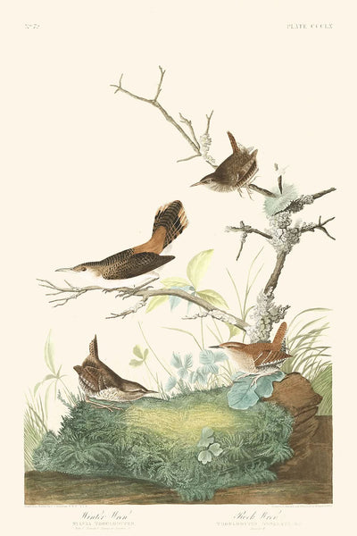 Winterwren und Felsenwren von John James Audubon, 1827 