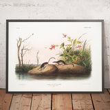 American Marsh Shrew (Sorex palustris) by John Woodhouse Audubon, 1845