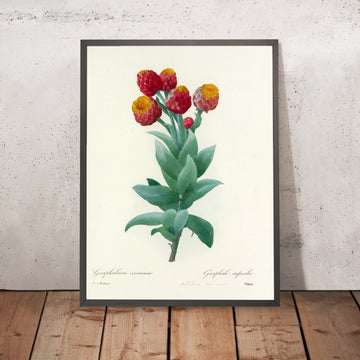 A framed image of Choix des plus belles fleurs (Plate 11) by Pierre Joseph Redouté, 1827