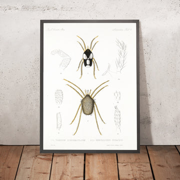 A framed image of 