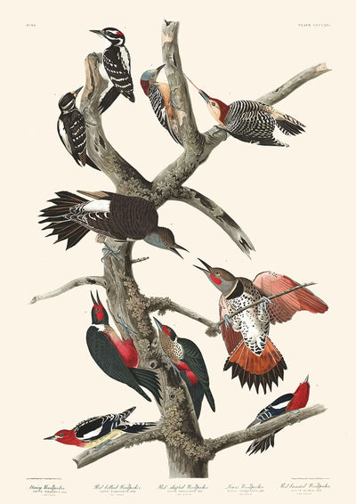 Pájaro carpintero peludo, pájaro carpintero de vientre rojo, pájaro carpintero de pechirojo, pájaro carpintero de Lewis, pájaro carpintero de pecho rojo, de John James Audubon, 1827