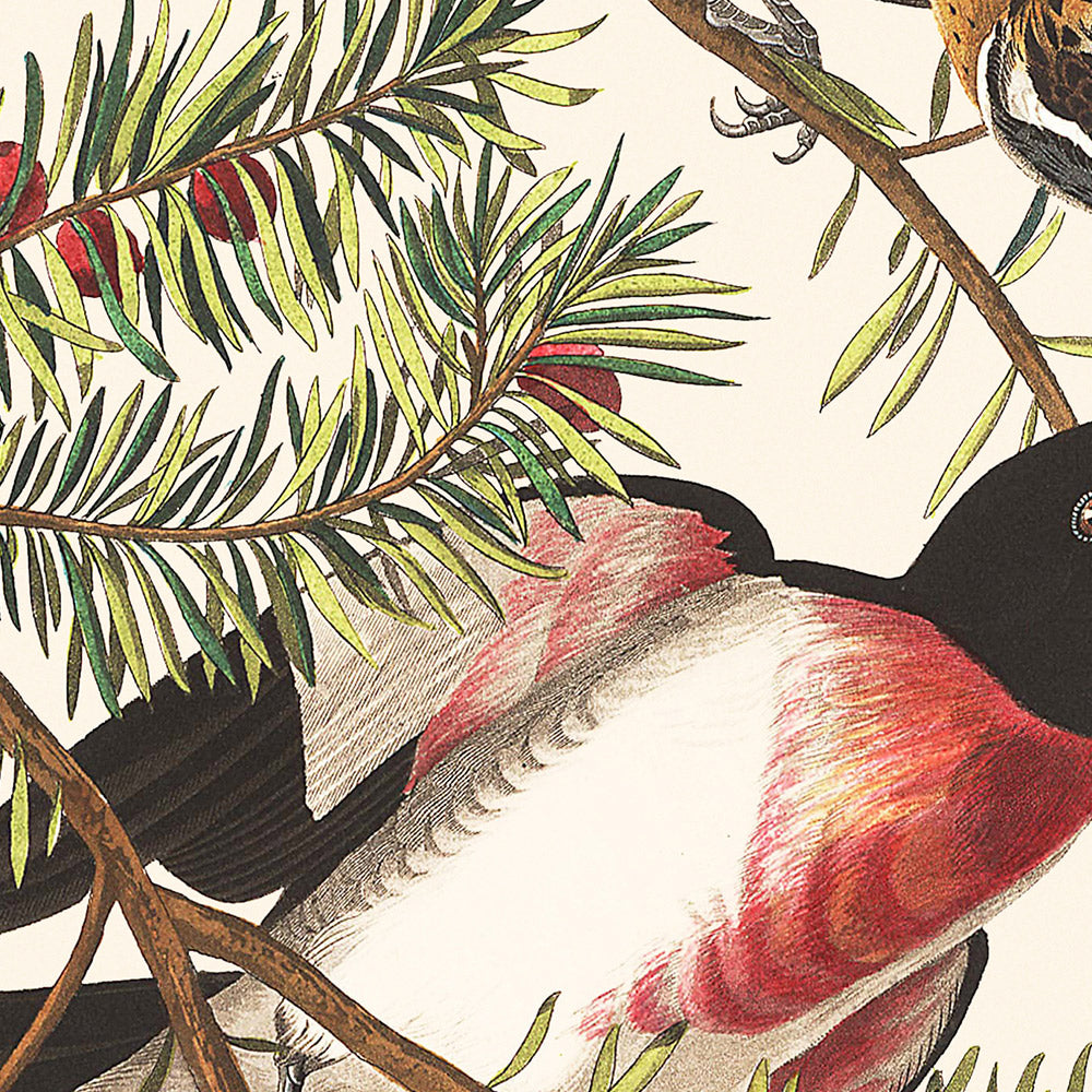 Rose-breasted Grosbeak by John James Audubon, 1827