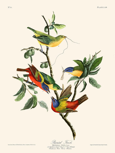 Pinzón pintado por John James Audubon, 1827