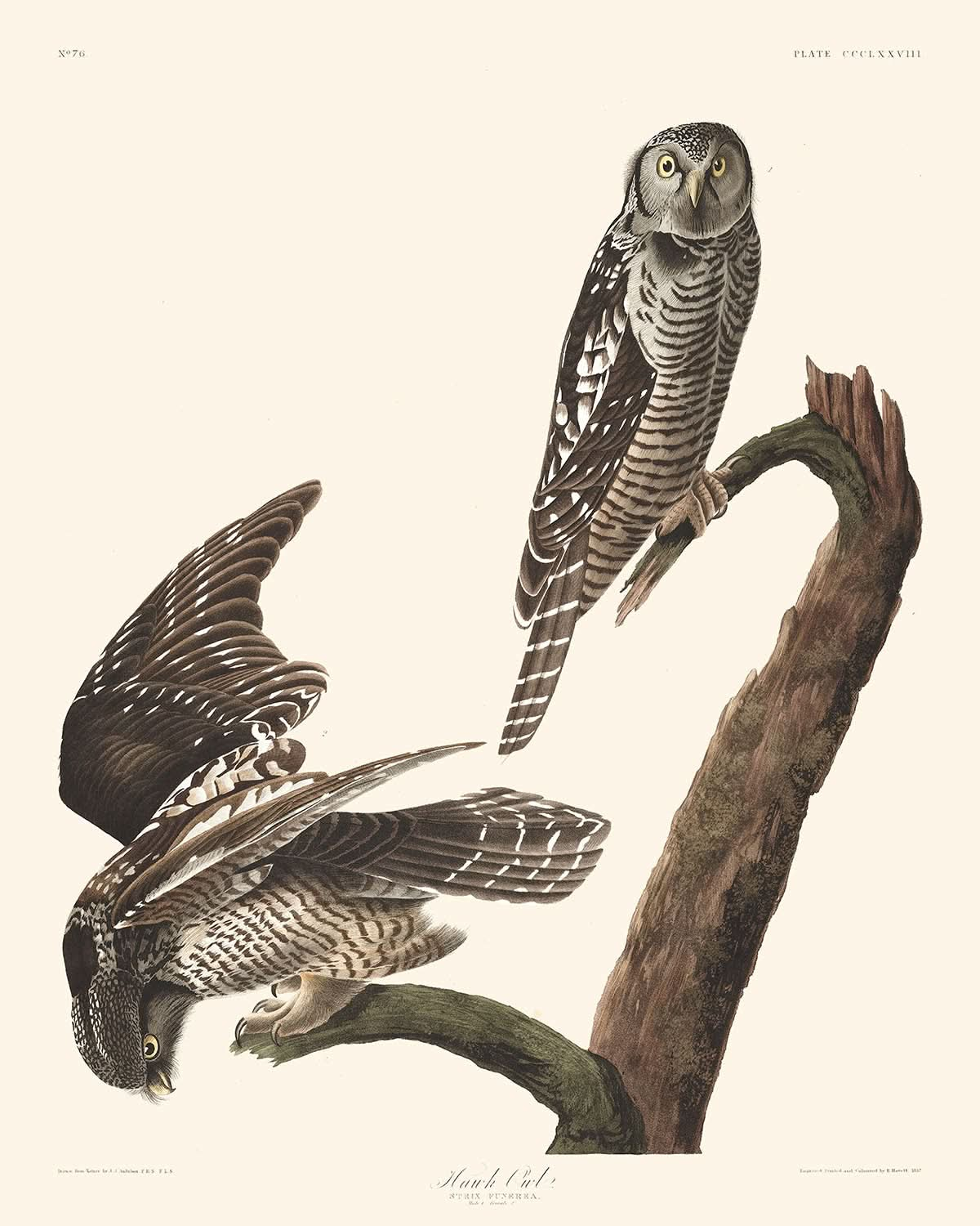 Hawk Owl by John James Audubon, 1827