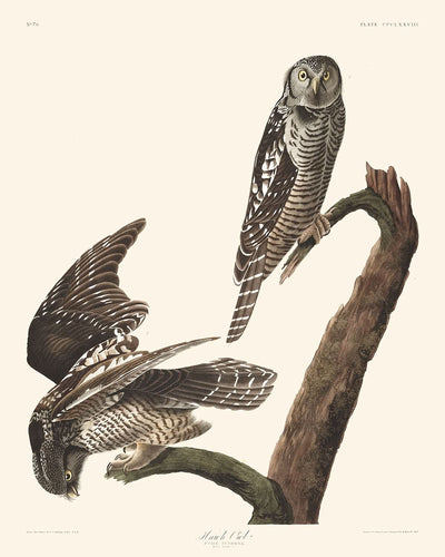 Búho real, de John James Audubon, 1827