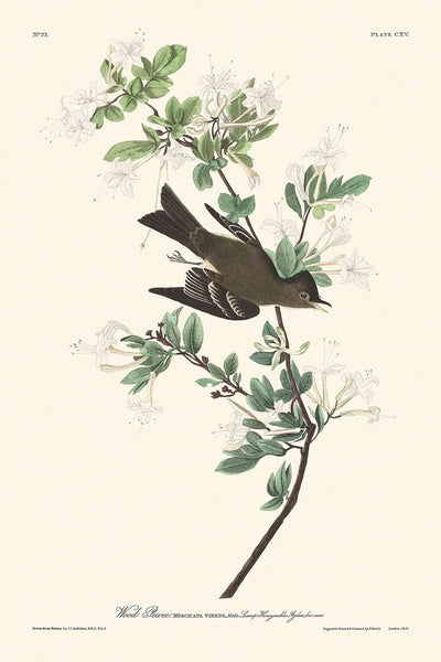 Wood Pewee by John James Audubon, 1827