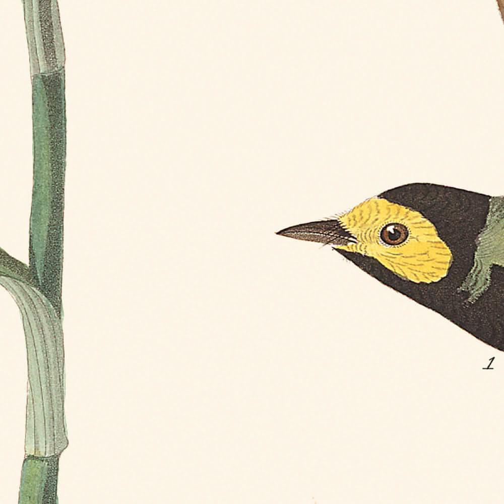 Kapuzenwaldsänger von John James Audubon, 1827