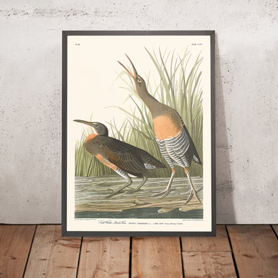 A framed image of Salt Water Marsh Hen by John James Audubon, 1827