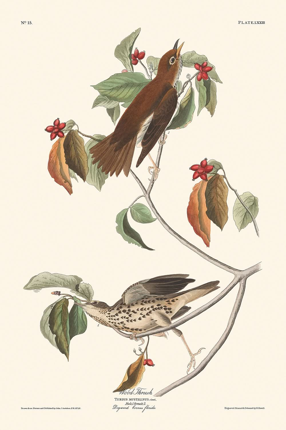 Holzschmätzer von John James Audubon, 1827 