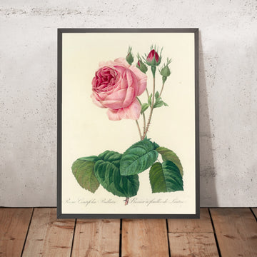 A framed image of Rose (Rosa centifolia bullata, Plate 89) by Pierre Joseph Redouté, 1827
