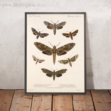A framed image of 