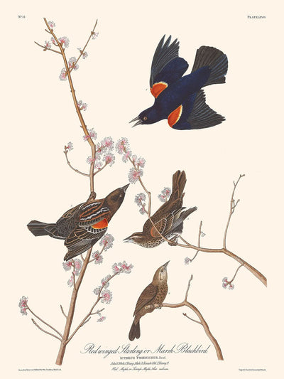 Red Winged Starling (Marsh Blackbird) by John James Audubon 1827