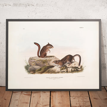 A framed image of 