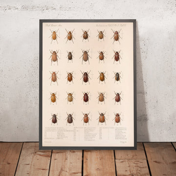 A framed image of 