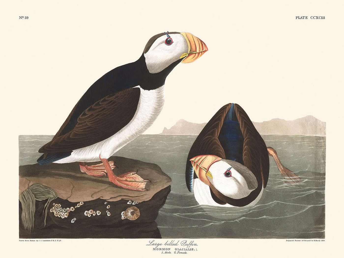 Large Billed Puffin by John James Audubon, 1827