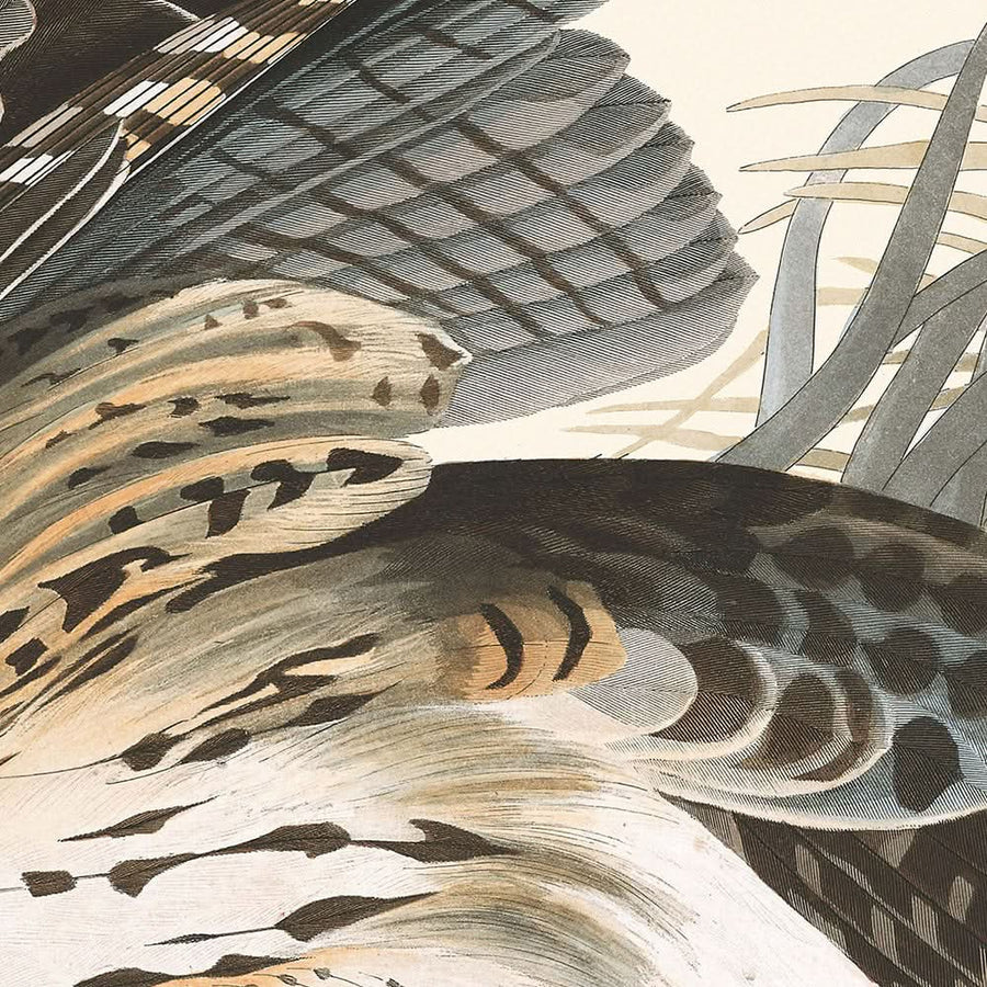 Falco Invernale di John James Audubon, 1827 
