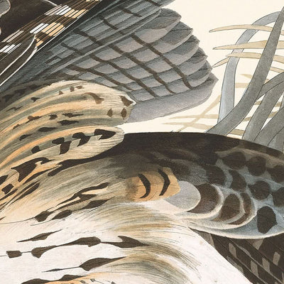 Halcón de invierno, de John James Audubon, 1827