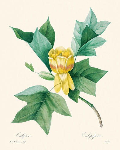 Tulipifera by Pierre-Joseph Redouté, 1802