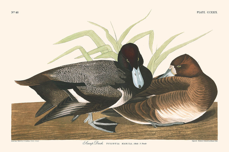 Pato Scaup de John James Audubon 1827 