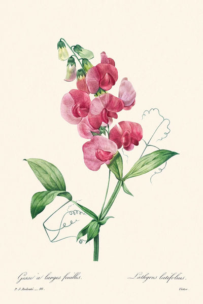 Everlasting Pea by Pierre-Joseph Redouté, 1802