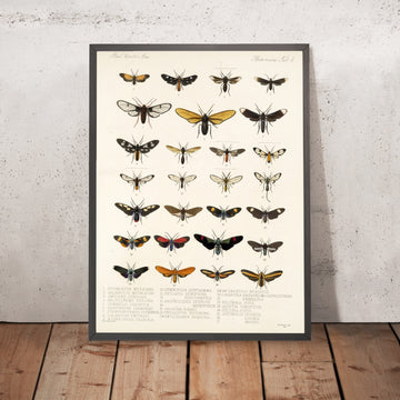 A framed image of 