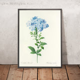 Plumbago coerulea (Plate 34) by Pierre Joseph Redouté, 1827