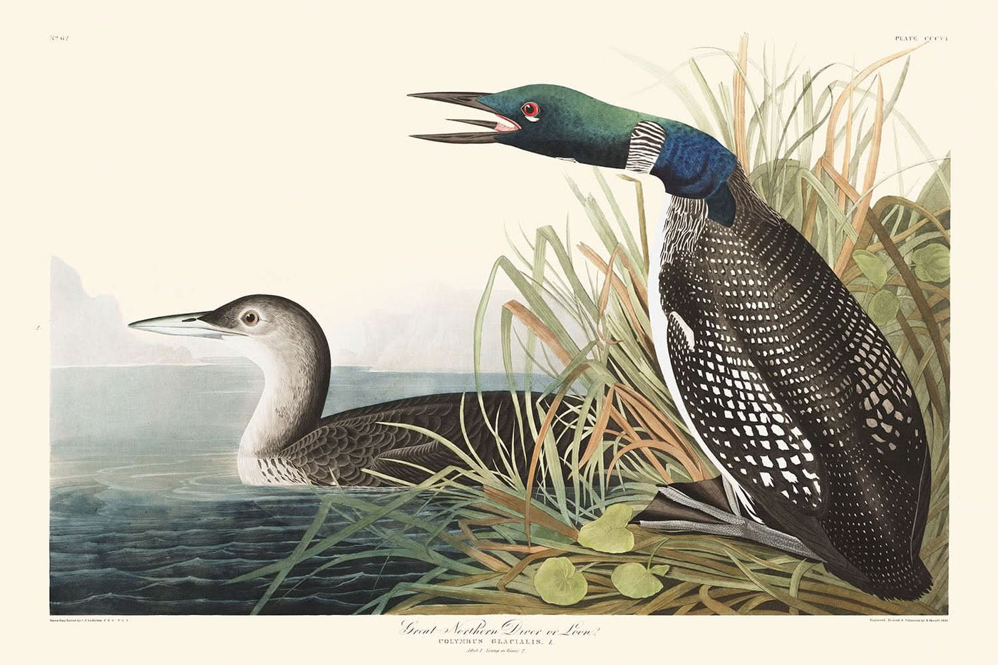 Colimbo común, o colimbo común, de John James Audubon, 1827