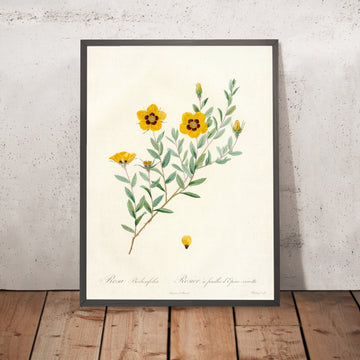 A framed image of Rose (Rosa berberifolia) by Pierre Joseph Redouté, 1817