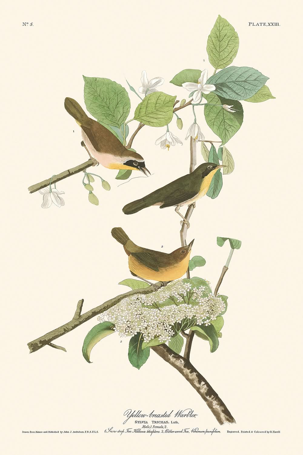 Paruline à poitrine jaune par John James Audubon, 1827