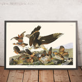 Pernice della Virginia di John James Audubon, 1827 
