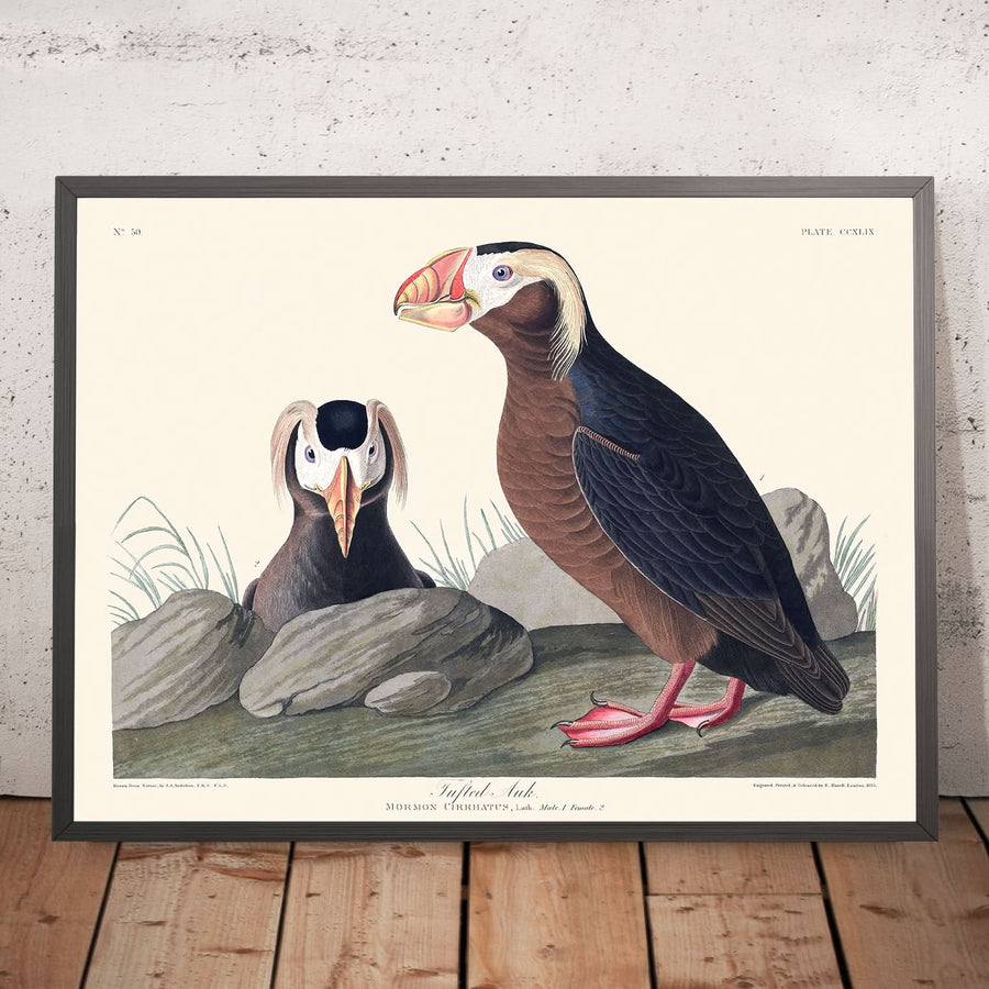 Auk a ciuffo di John James Audubon, 1827 