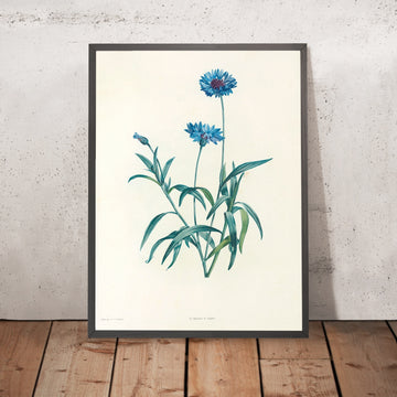 A framed image of Centaurea (Plate 37) by Pierre Joseph Redouté, 1805