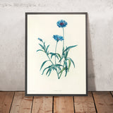 Centaurea (Plate 37) by Pierre Joseph Redouté, 1805
