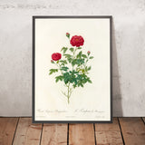 Rosa Pomponia Burgundiaca by Pierre Joseph Redouté, 1817