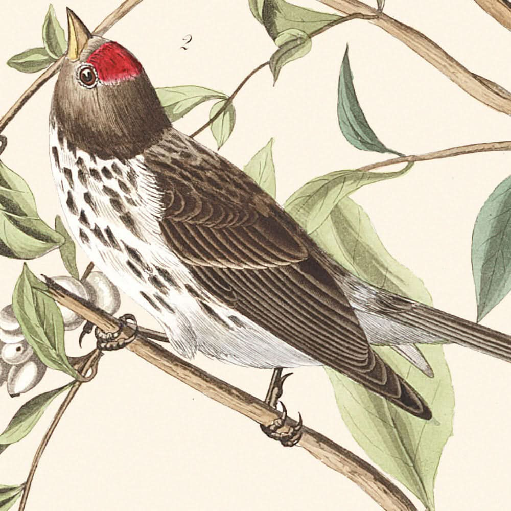 El pájaro carpintero menor, de John James Audubon, 1827