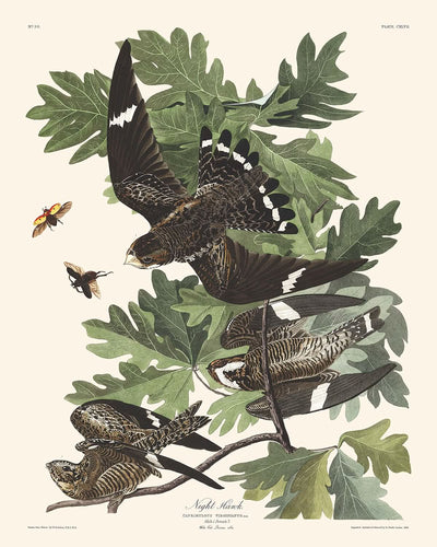 Halcón nocturno, de John James Audubon, 1827