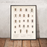 Beetles (Coleoptera, Plate 210) by Frederick DuCane Godman, 1879
