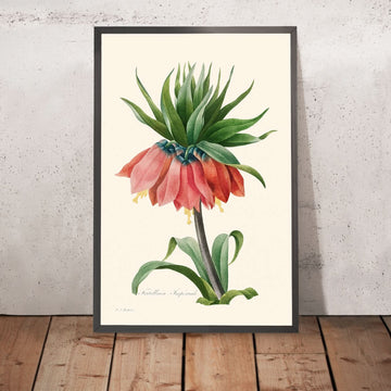 Frittillaria imperialis di Pierre-Joseph Redouté, 1827 